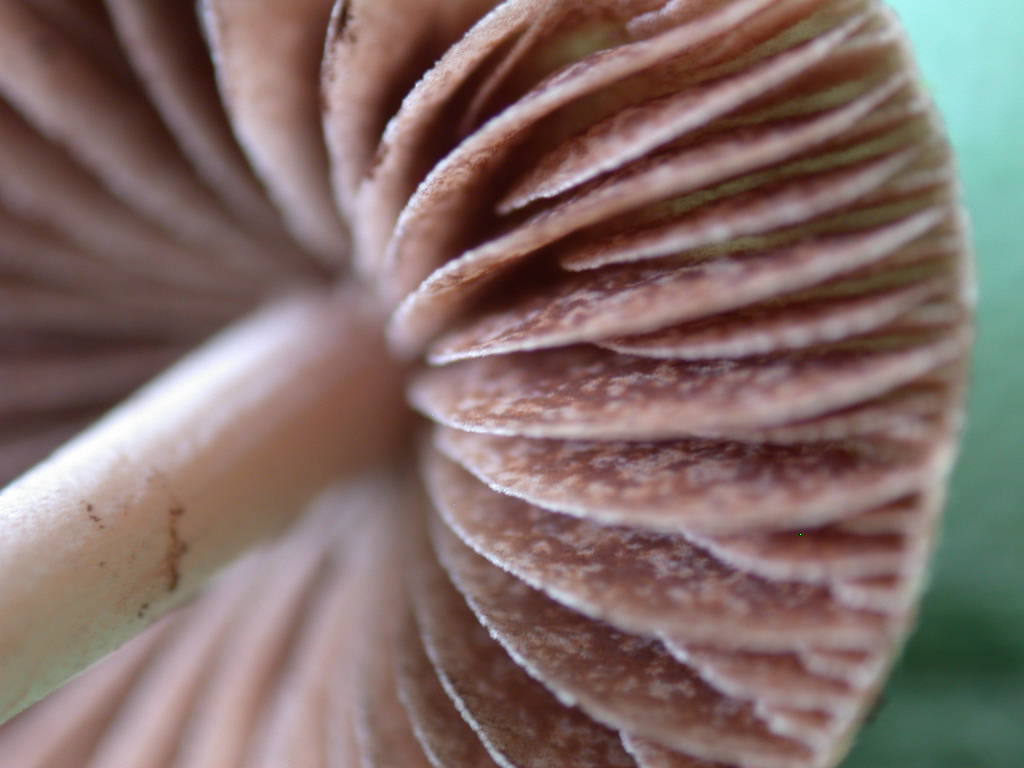 Panaeolina foenisecii